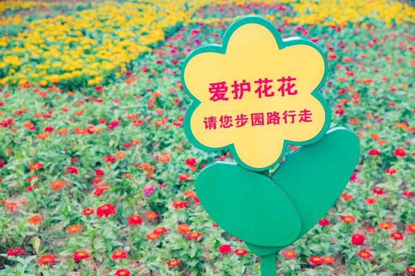 市民中心花海