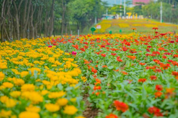 市民中心花海