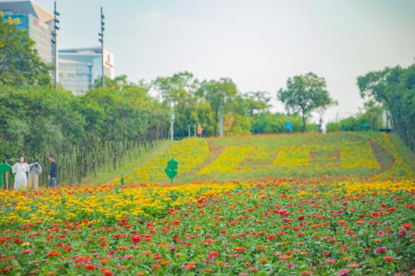 市民中心花海