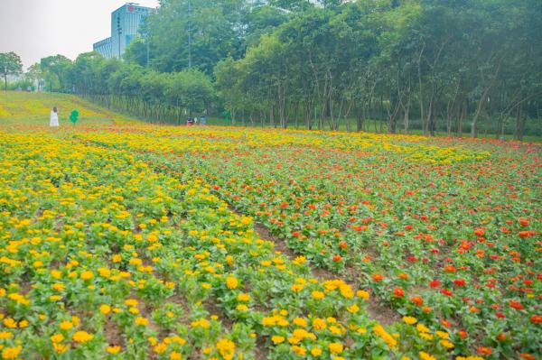 市民中心花海