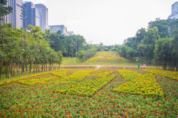 市民中心花海