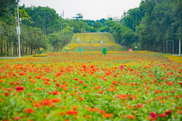市民中心花海