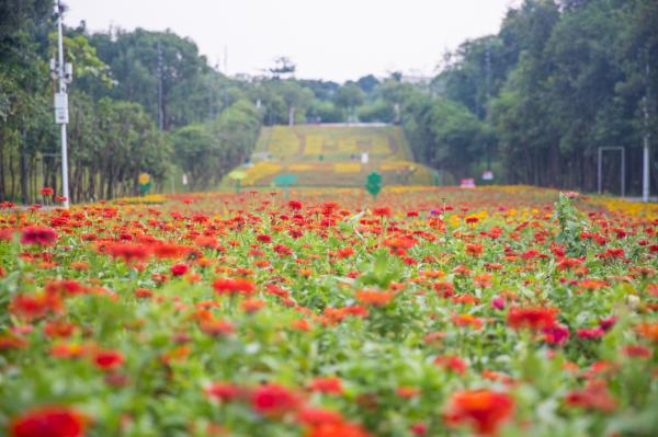 市民中心花海