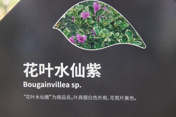 簕杜鹃谷