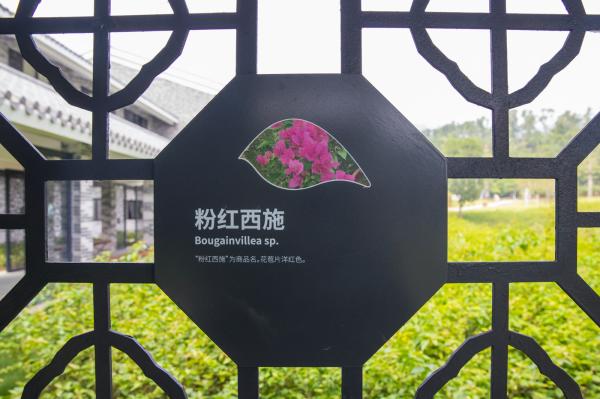 簕杜鹃谷