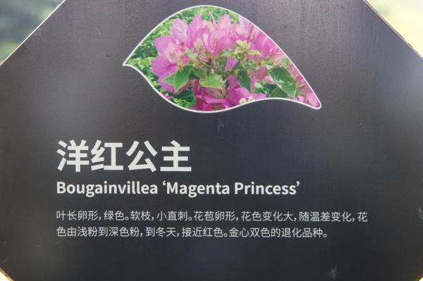 簕杜鹃谷