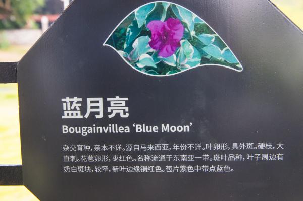 簕杜鹃谷