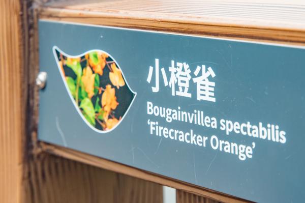 簕杜鹃谷