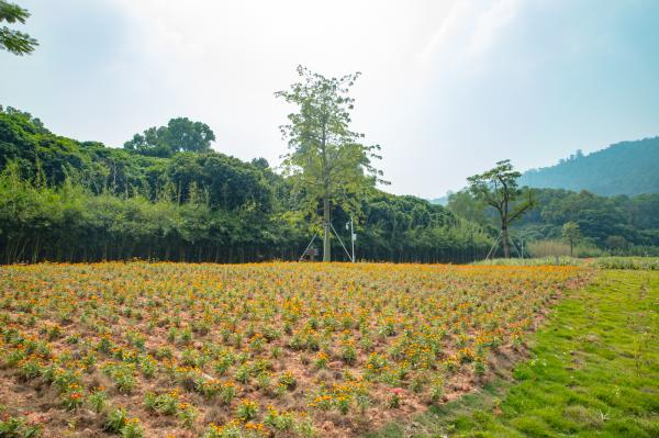 簕杜鹃谷
