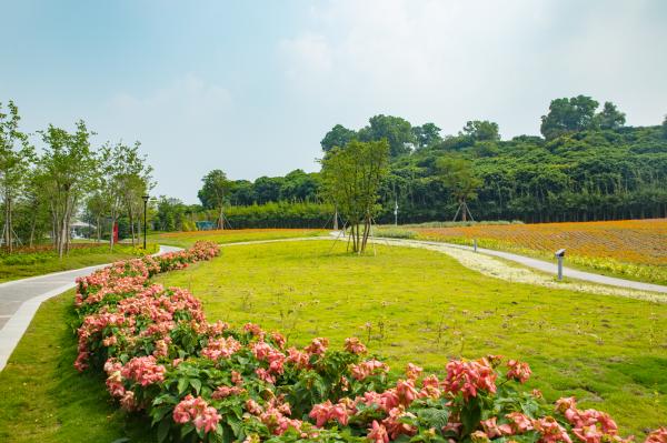 簕杜鹃谷