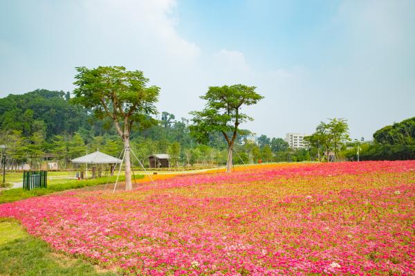 簕杜鹃谷