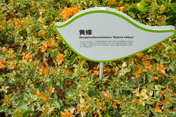 簕杜鹃谷