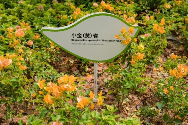 簕杜鹃谷