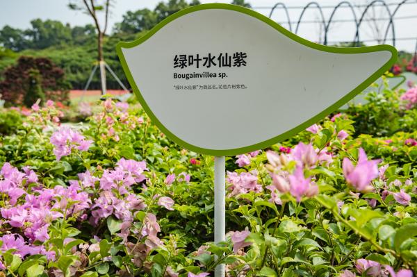 簕杜鹃谷