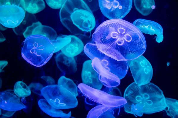 海洋奇梦馆
