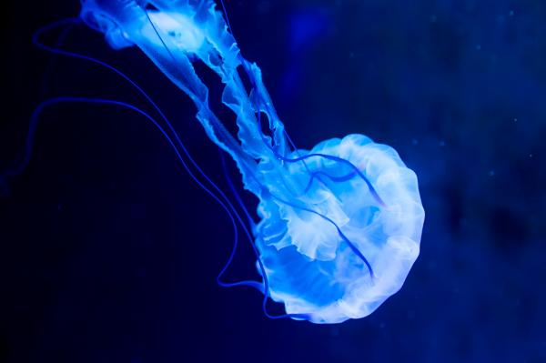 海洋奇梦馆