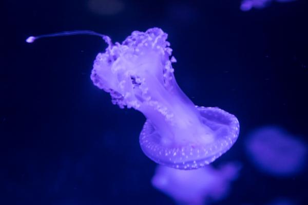 海洋奇梦馆