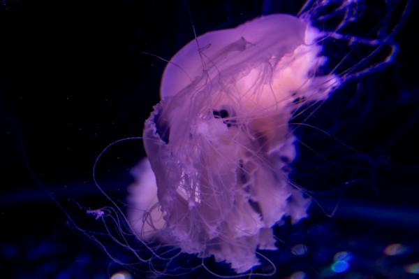 海洋奇梦馆