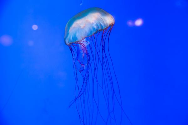 海洋奇梦馆