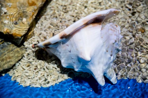 海洋奇梦馆