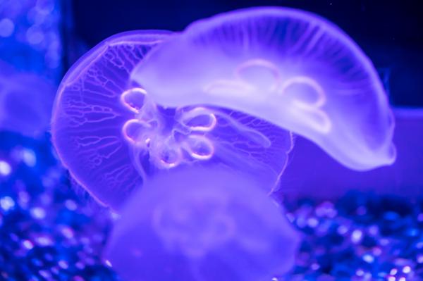 海洋奇梦馆