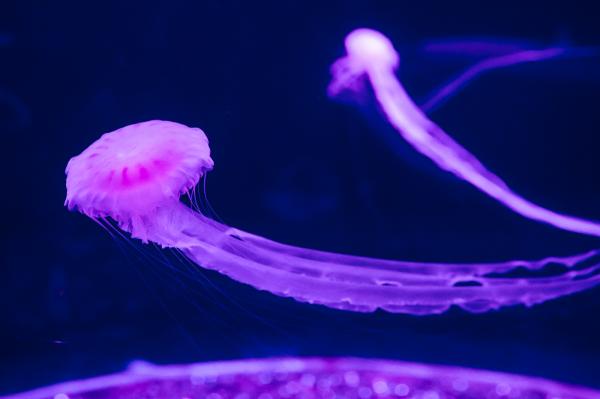 海洋奇梦馆