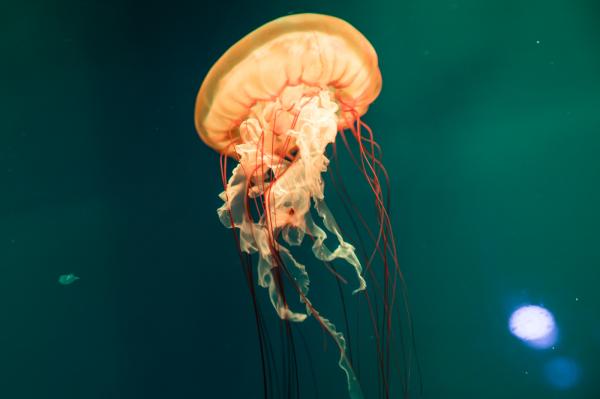 海洋奇梦馆