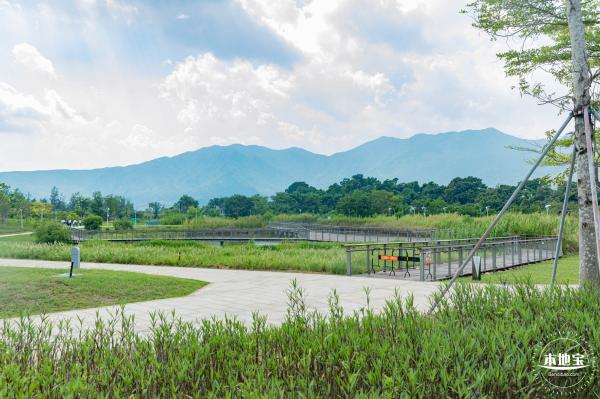 银叶树湿地公园