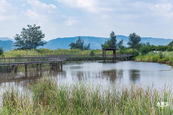 银叶树湿地公园