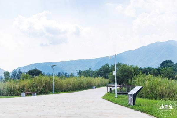 银叶树湿地公园