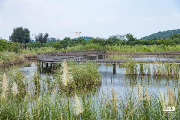 银叶树湿地公园