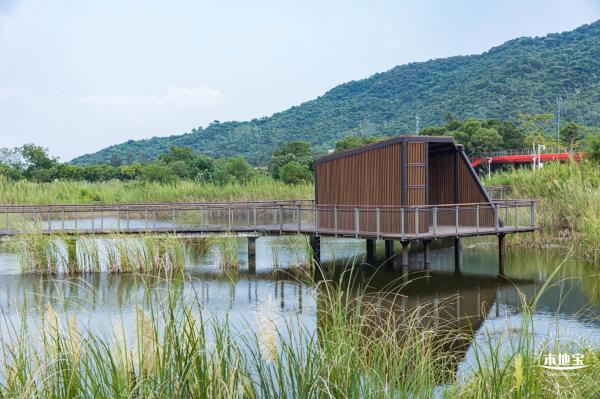 银叶树湿地公园