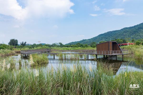 银叶树湿地公园