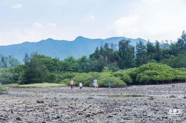 银叶树湿地公园