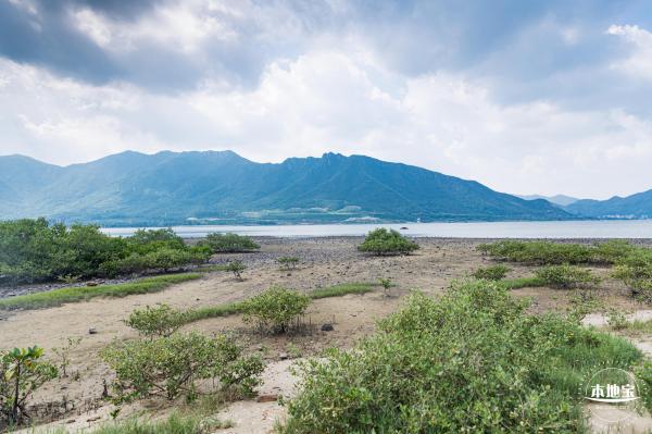 银叶树湿地公园