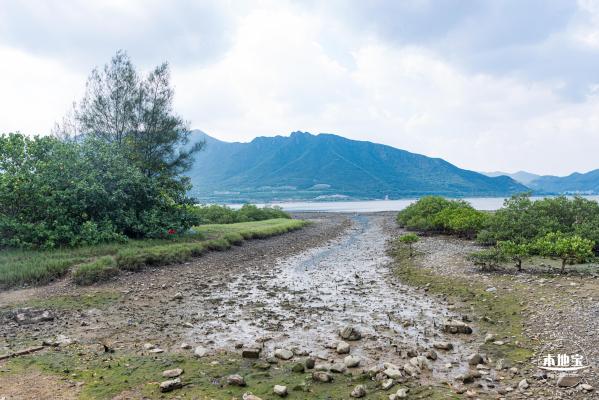 银叶树湿地公园