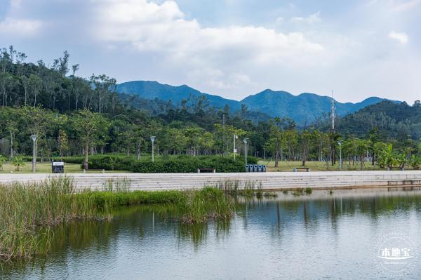 银叶树湿地公园