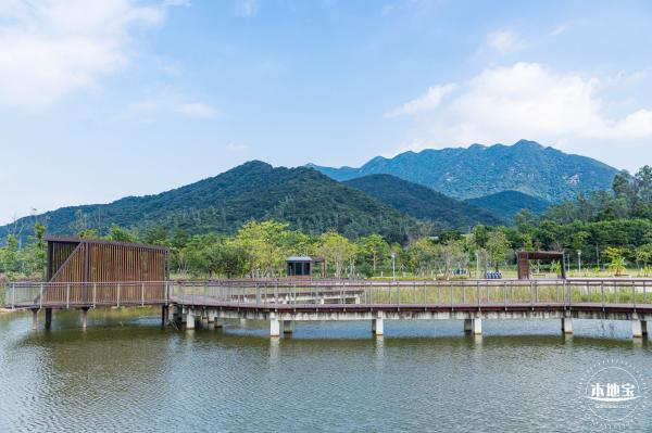 银叶树湿地公园