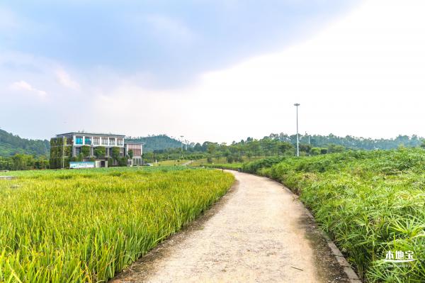 龙岗湿地公园