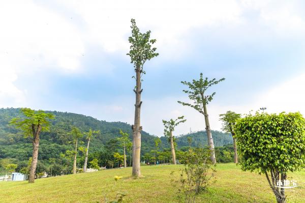 龙岗湿地公园