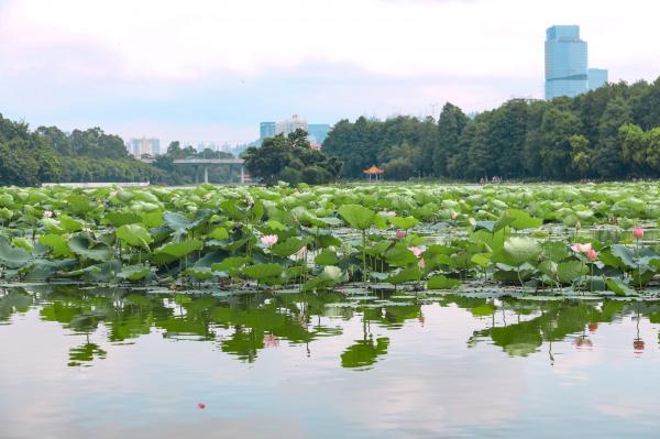 洪湖公园