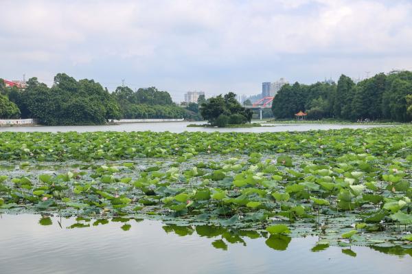 洪湖公园