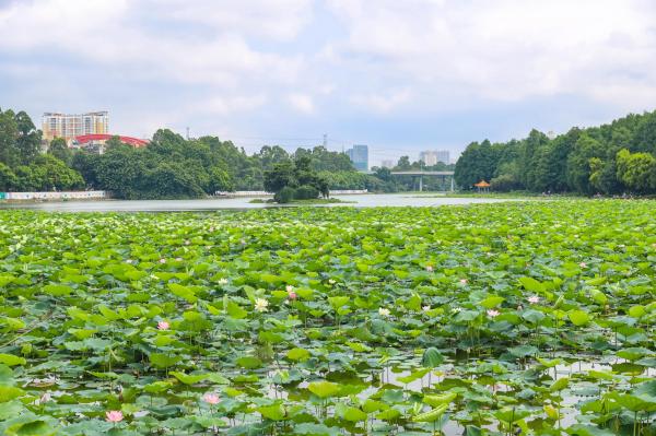 洪湖公园