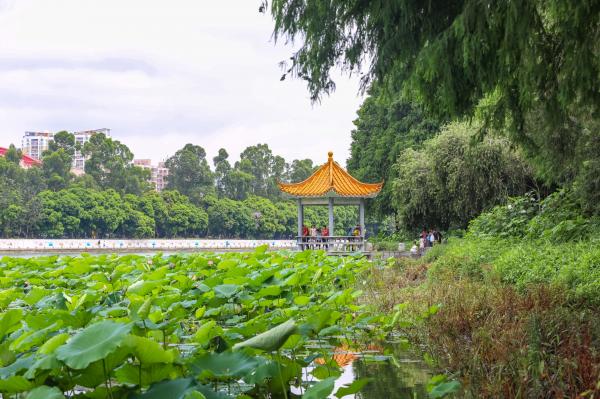 洪湖公园