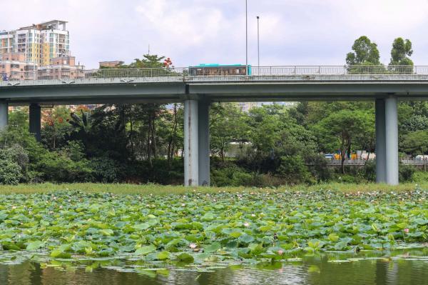 洪湖公园