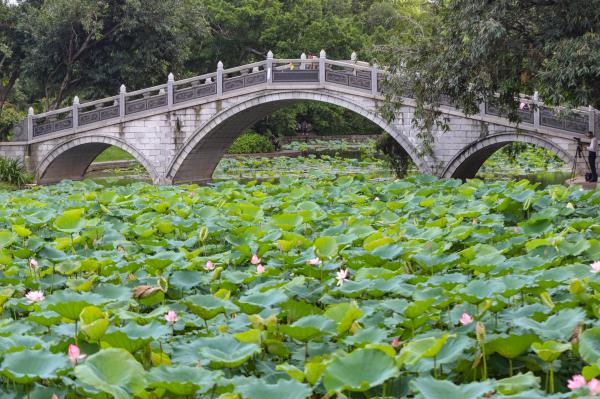 洪湖公园