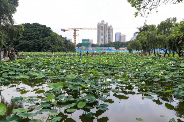 洪湖公园