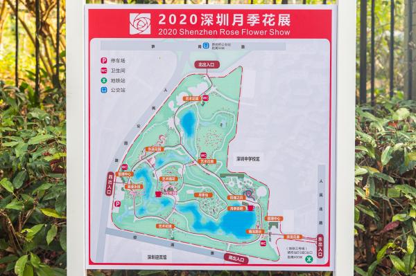 人民公园月季花展