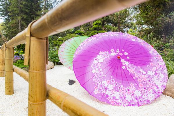 人民公园月季花展