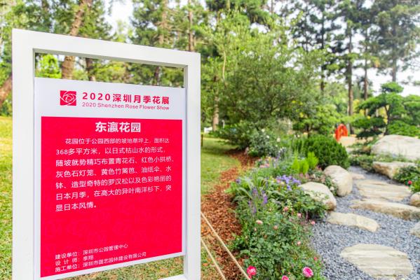 人民公园月季花展